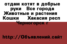 отдам котят в добрые руки - Все города Животные и растения » Кошки   . Хакасия респ.,Черногорск г.